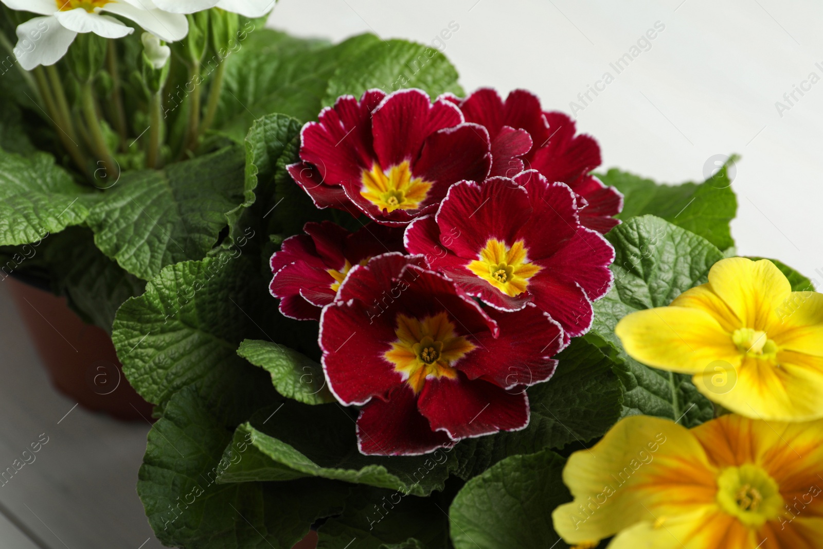 Photo of Beautiful primula (primrose) plants with colorful flowers on white table, closeup. Spring blossom