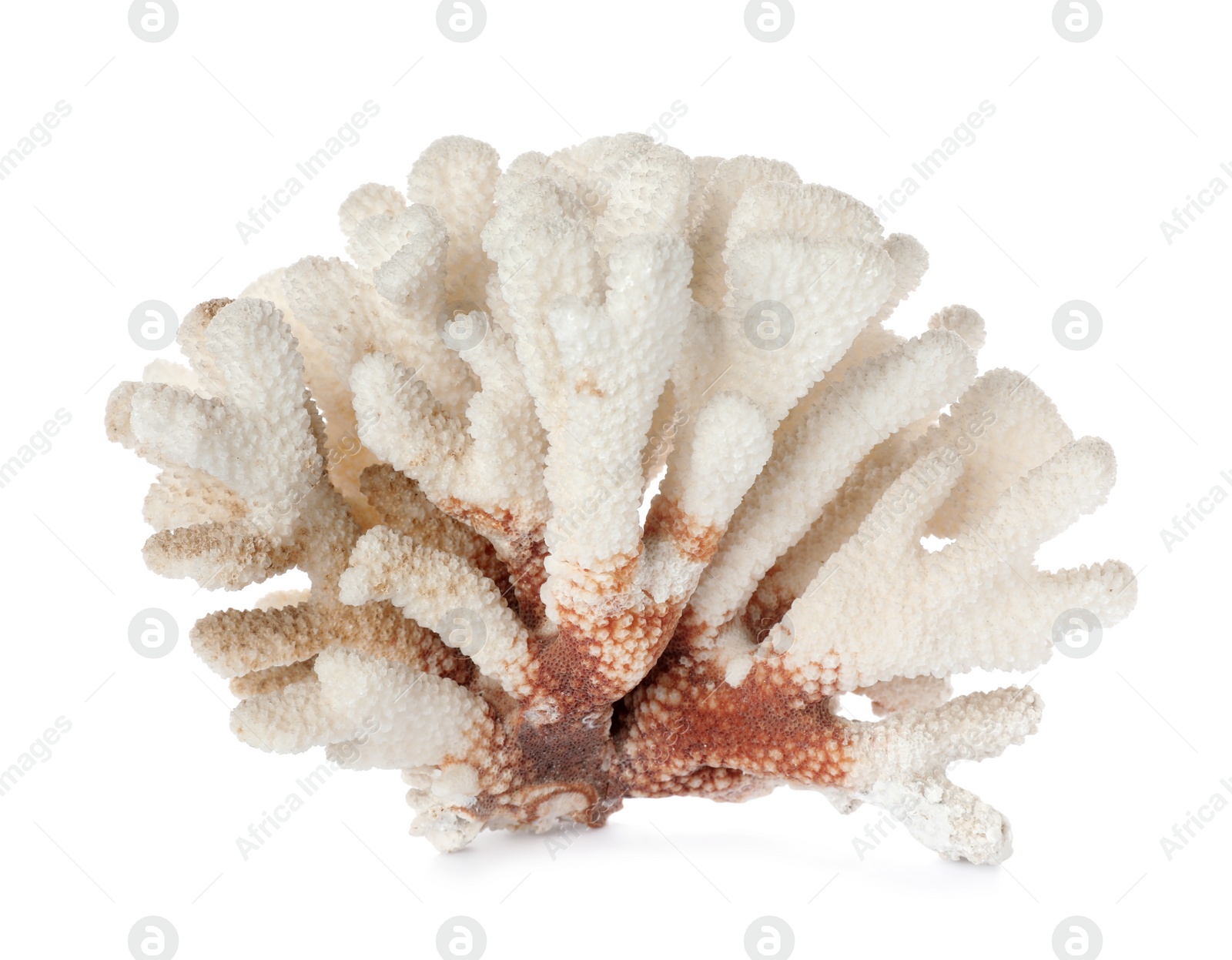 Photo of Beautiful exotic sea coral isolated on white