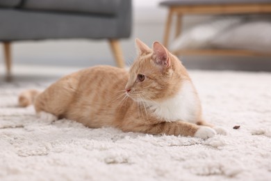 Photo of Cute ginger cat lying on floor at home