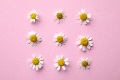 Photo of Beautiful composition with chamomile flowers on pink background, flat lay