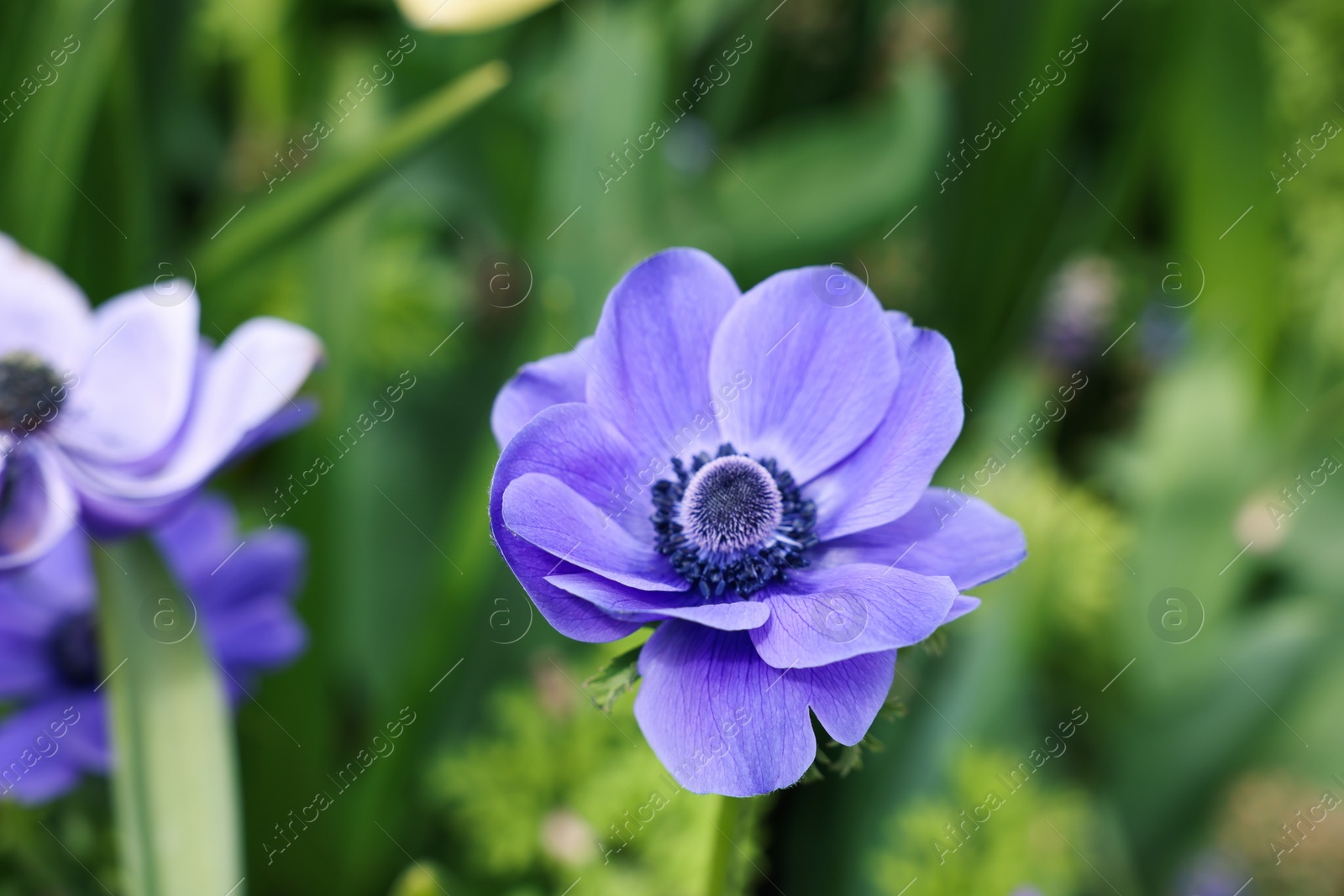 Photo of Beautiful blue anemone flower growing outdoors, closeup. Spring season