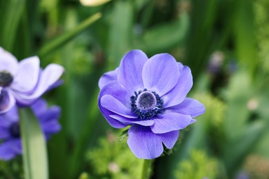 Beautiful blue anemone flower growing outdoors, closeup. Spring season