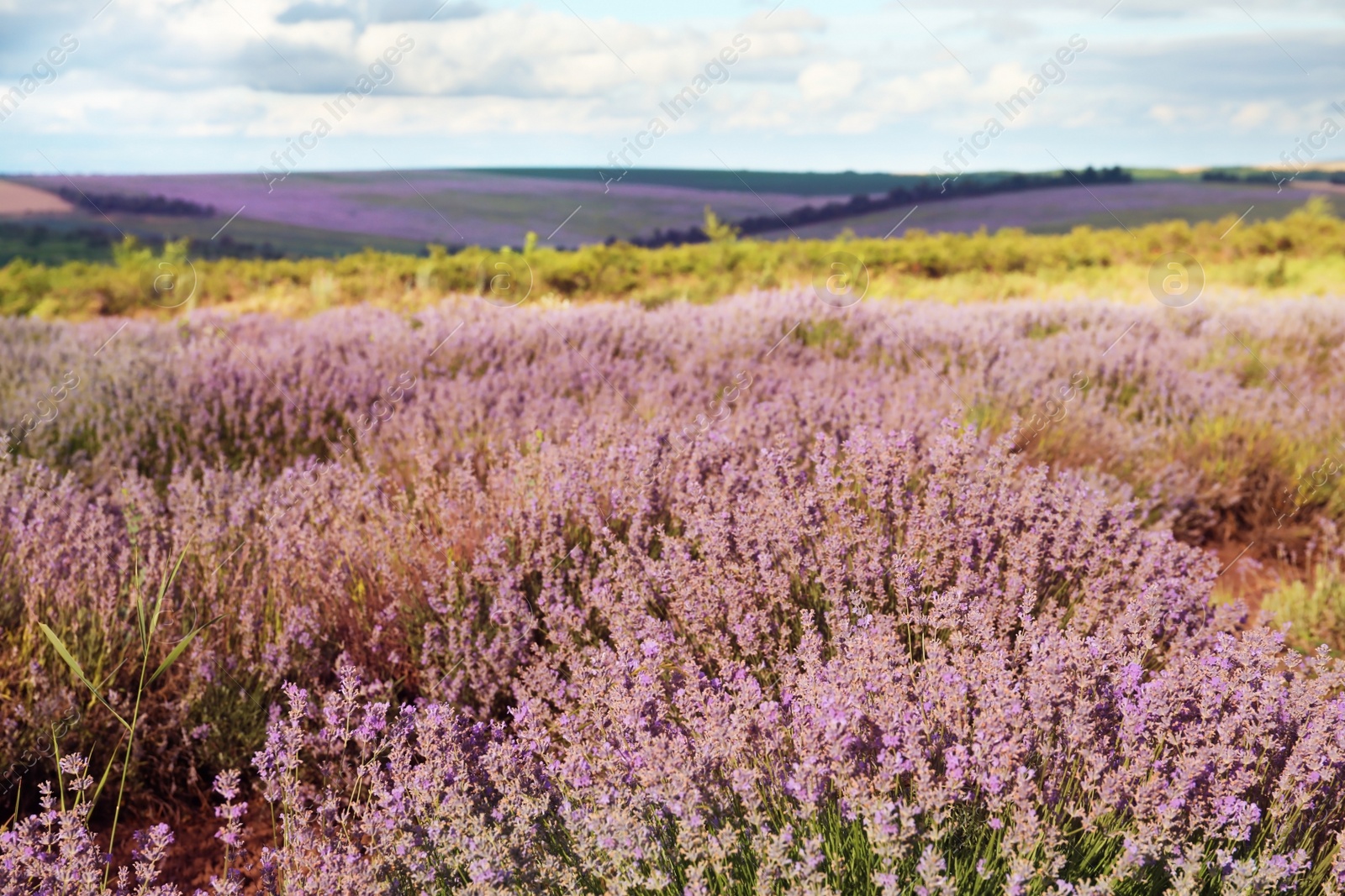 Photo of Beautiful blooming lavender in field on summer day