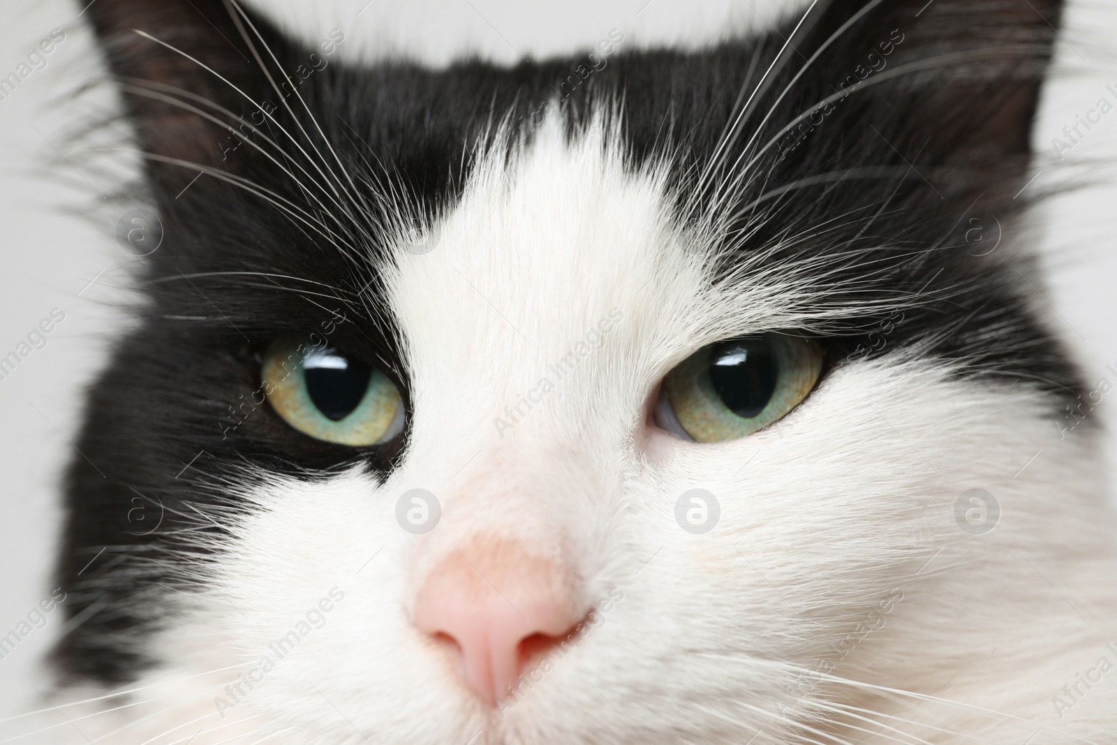 Photo of Closeup view of black and white cat with beautiful eyes