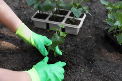 Photo of Woman wearing gardening gloves transplanting seedling from plastic container in soil outdoors, closeup. Space for text