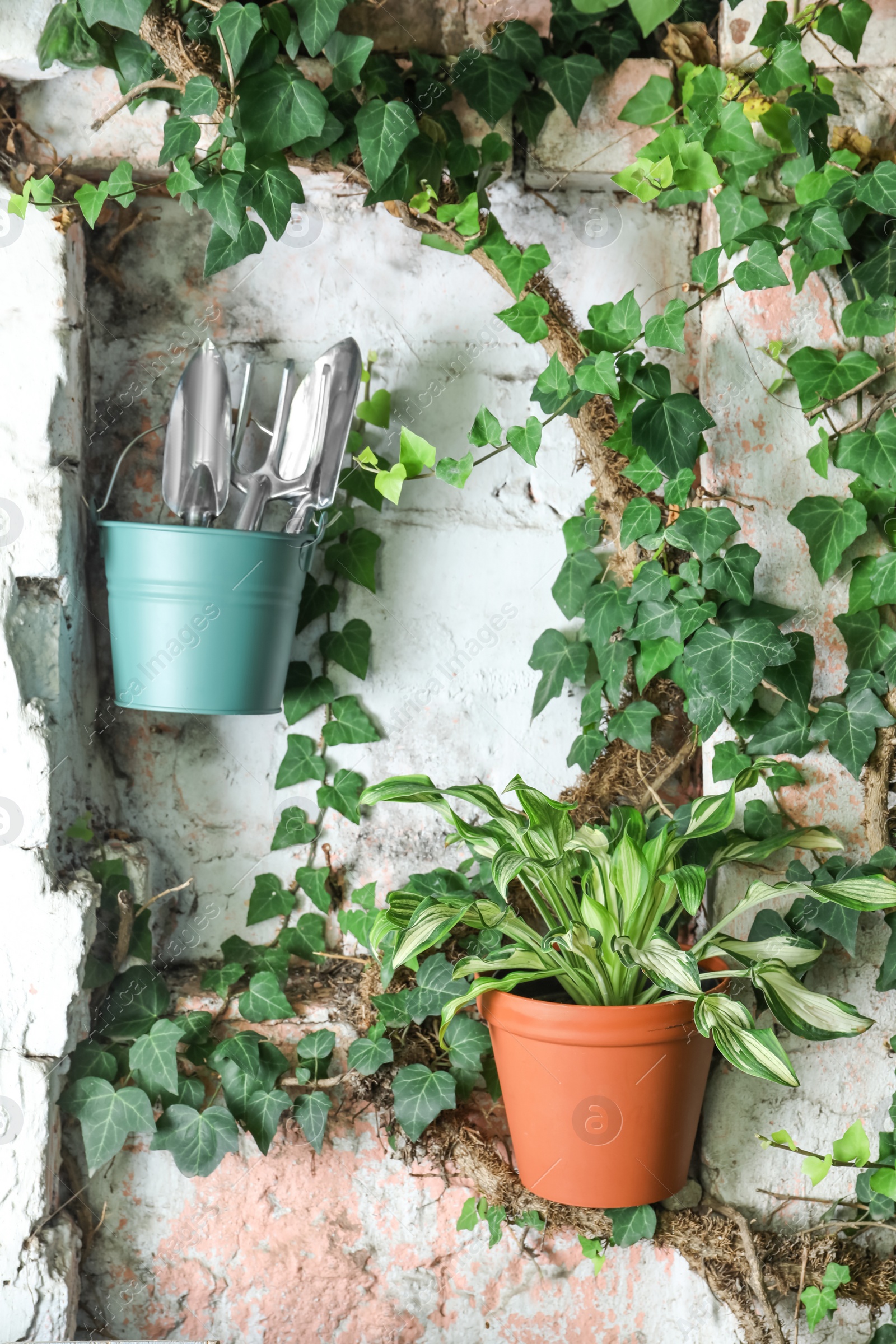Photo of Beautiful plant and bucket with gardening tool on white wall outdoors