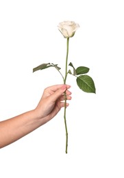 Woman holding beautiful rose on white background, closeup