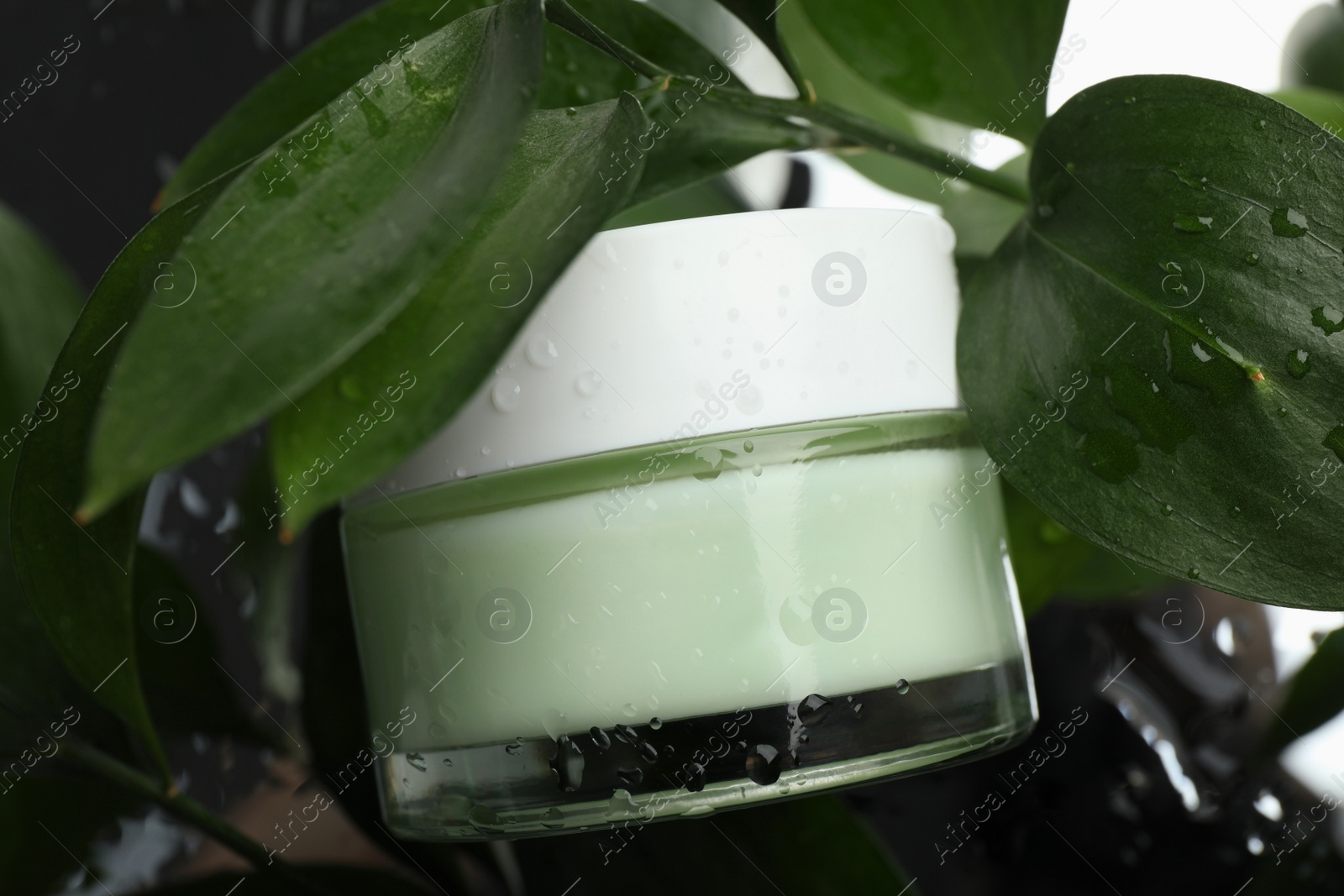 Photo of Jar of organic cream among green leaves with water drops