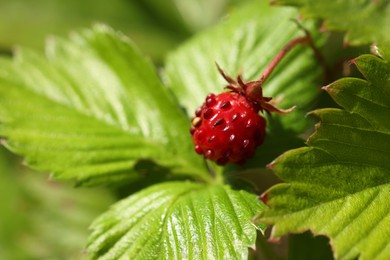 Photo of One small wild strawberry growing outdoors. Space for text