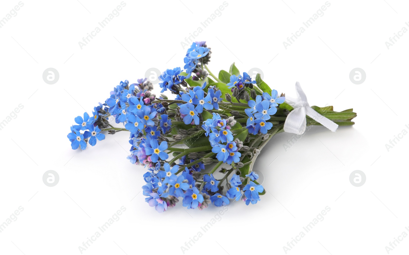 Photo of Bouquet of beautiful blue Forget-me-not flowers on white background