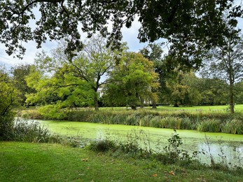 Beautiful pond and lots of trees in park