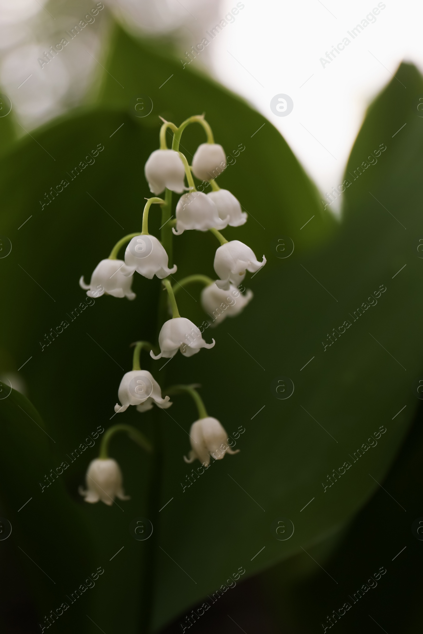 Photo of Beautiful lily of the valley flower on blurred background, closeup