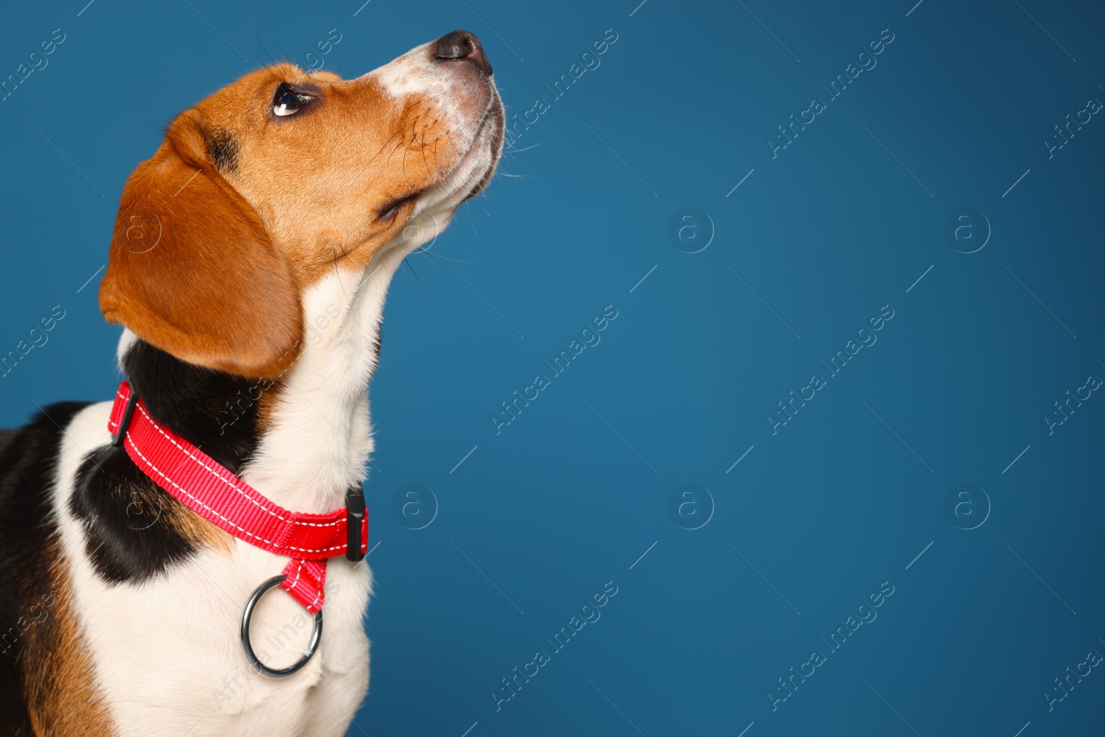 Photo of Adorable Beagle dog in stylish collar on dark blue background. Space for text