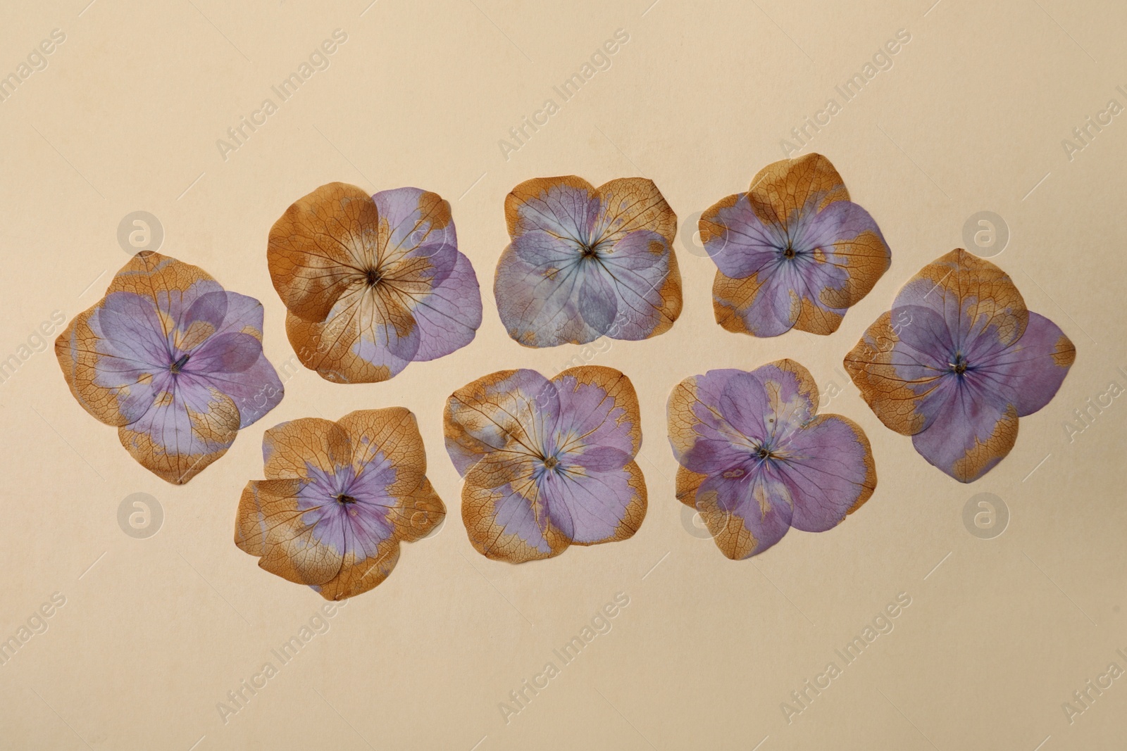 Photo of Wild dried meadow flowers on beige background, flat lay