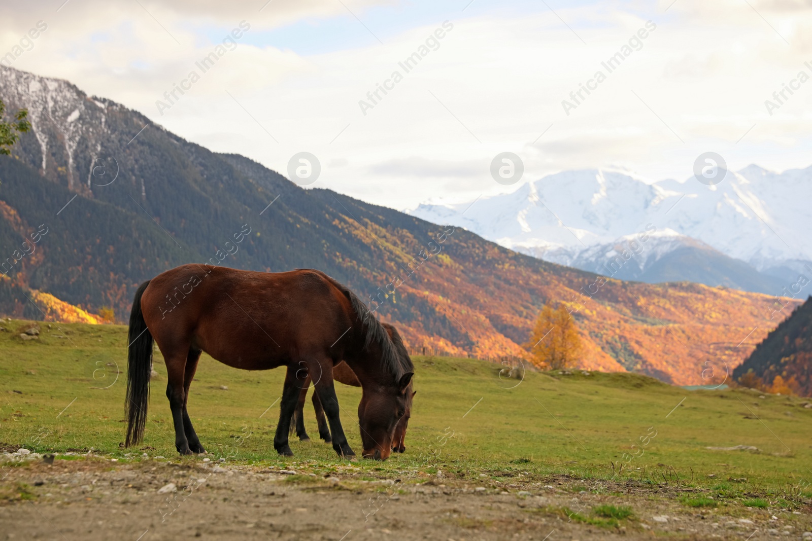 Photo of Brown horse in mountains on sunny day. Beautiful pet