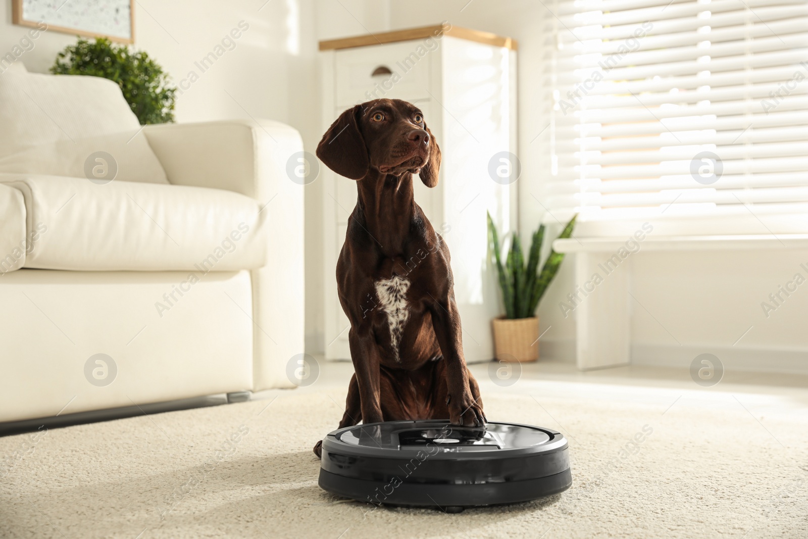 Photo of Modern robotic vacuum cleaner and German Shorthaired Pointer dog on floor indoors