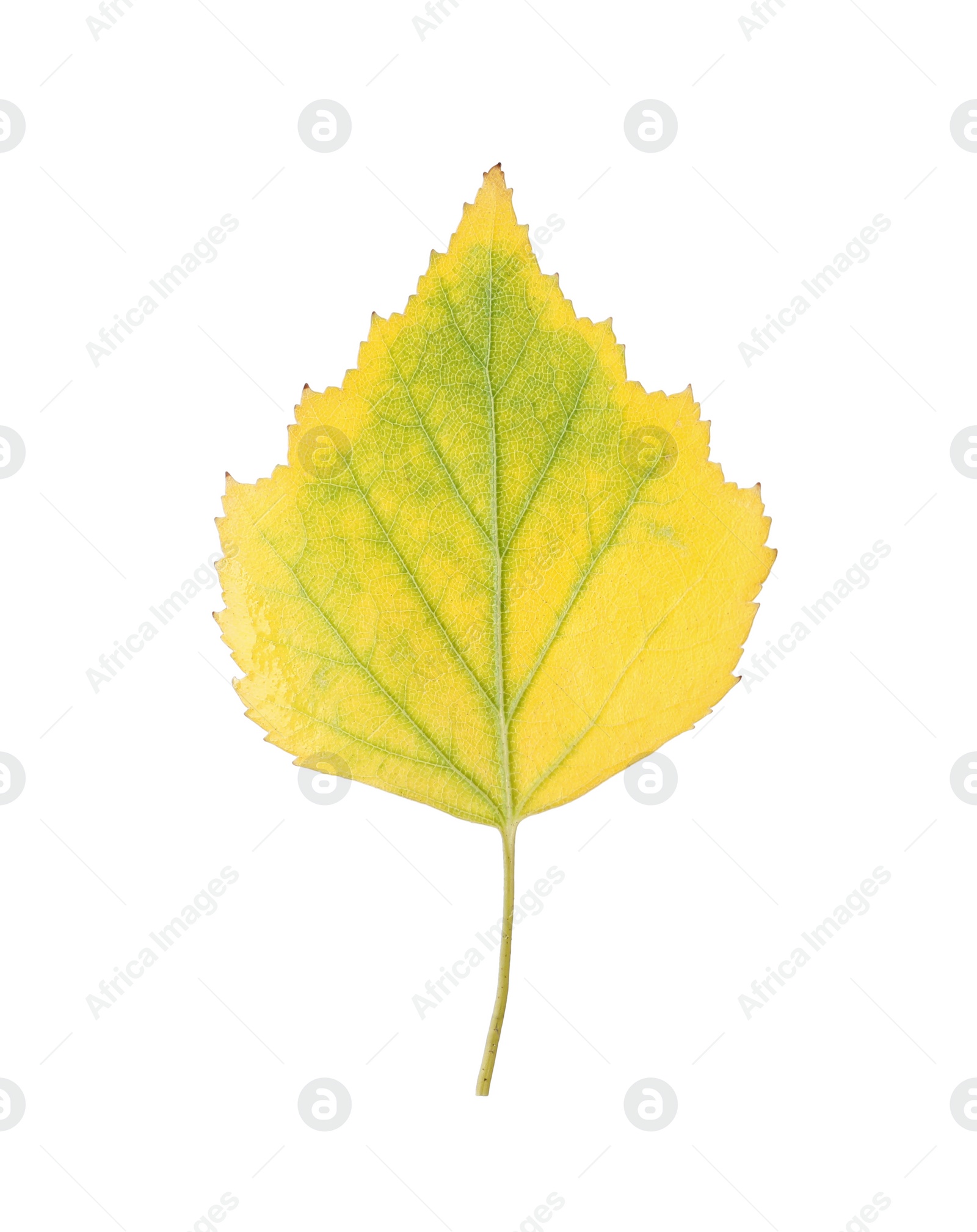 Photo of Beautiful leaf isolated on white. Autumn season