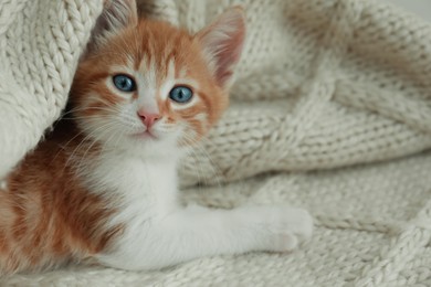 Photo of Cute kitten lying on knitted blanket, closeup. Space for text