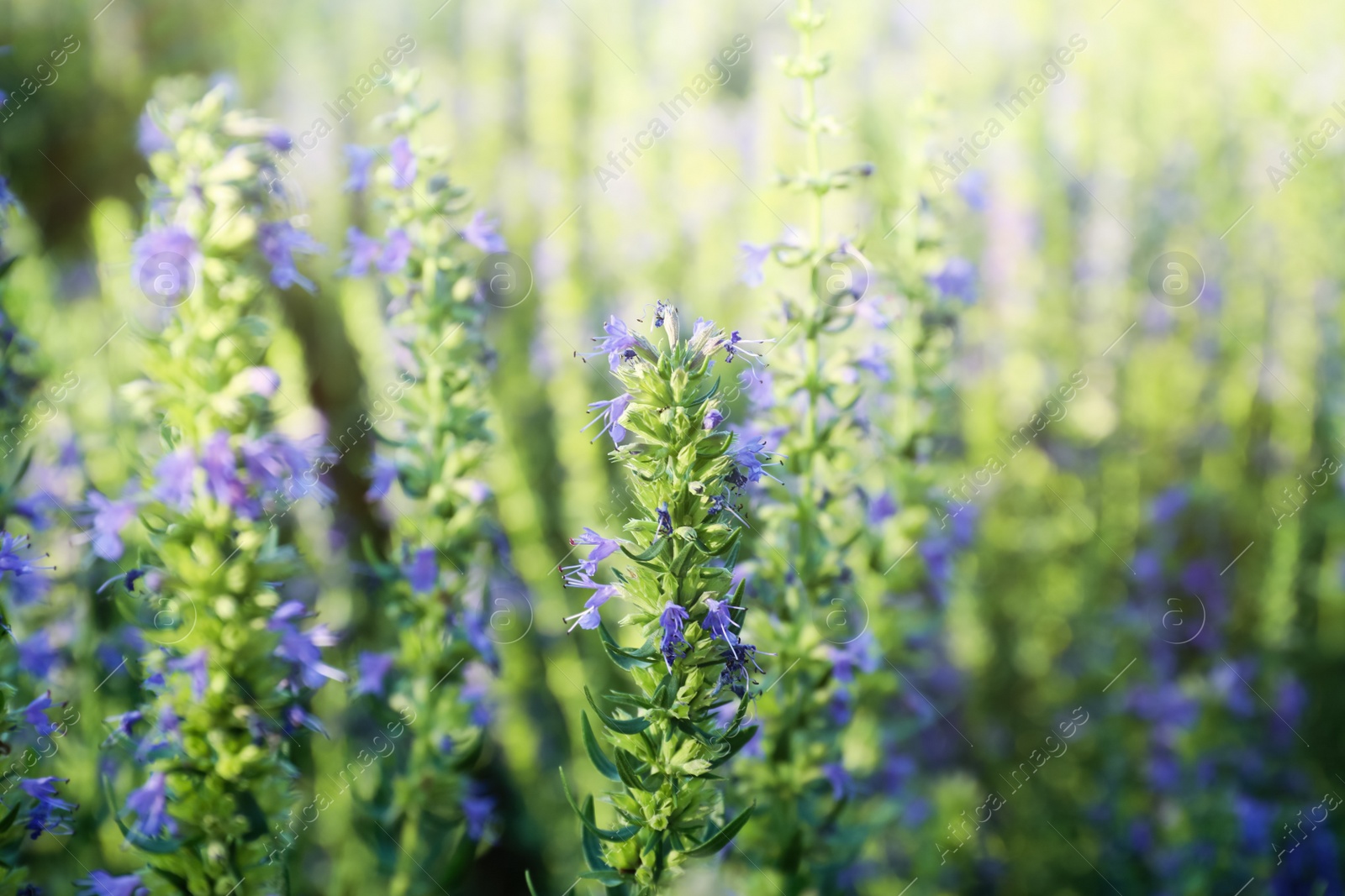 Photo of Many beautiful blooming hyssop plants outdoors, closeup