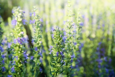 Photo of Many beautiful blooming hyssop plants outdoors, closeup