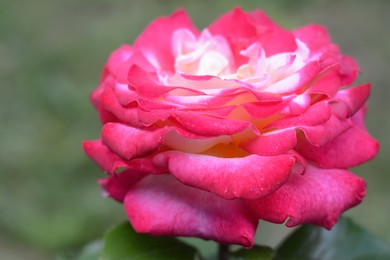 Photo of Beautiful pink rose flower blooming outdoors, closeup