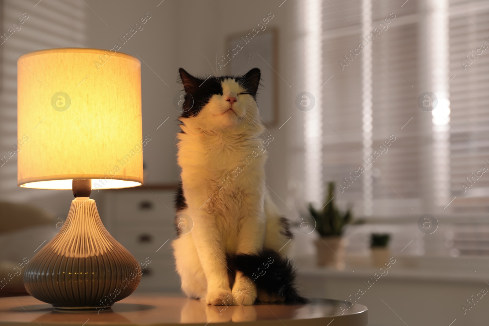 Photo of Cute cat sitting on table near lamp at home