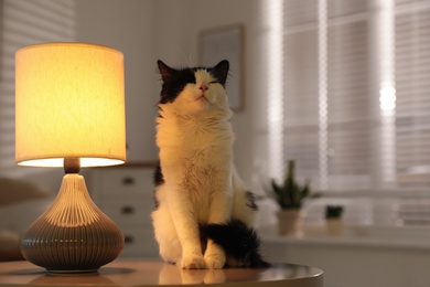 Photo of Cute cat sitting on table near lamp at home
