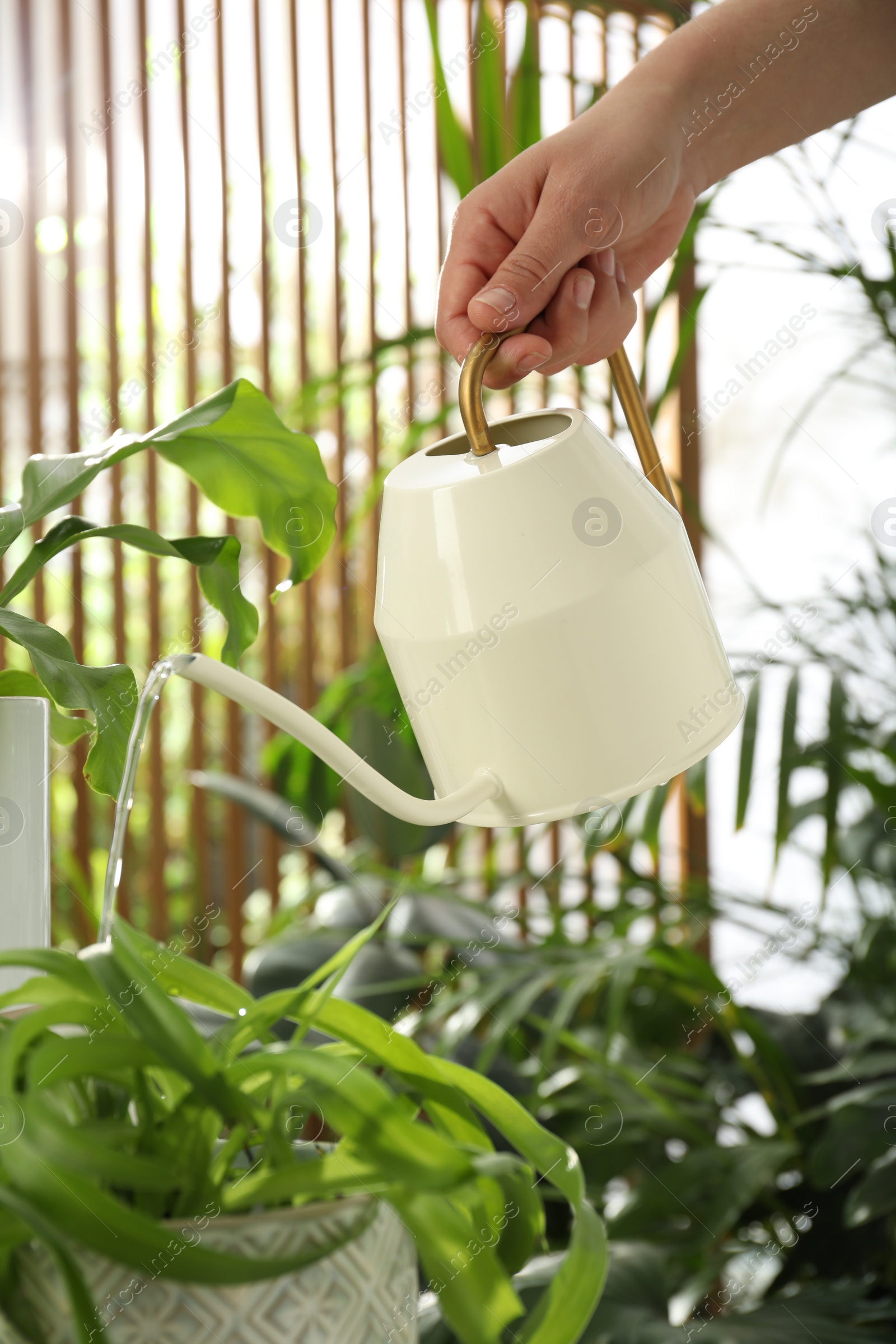 Photo of Woman watering beautiful house plant from can, closeup