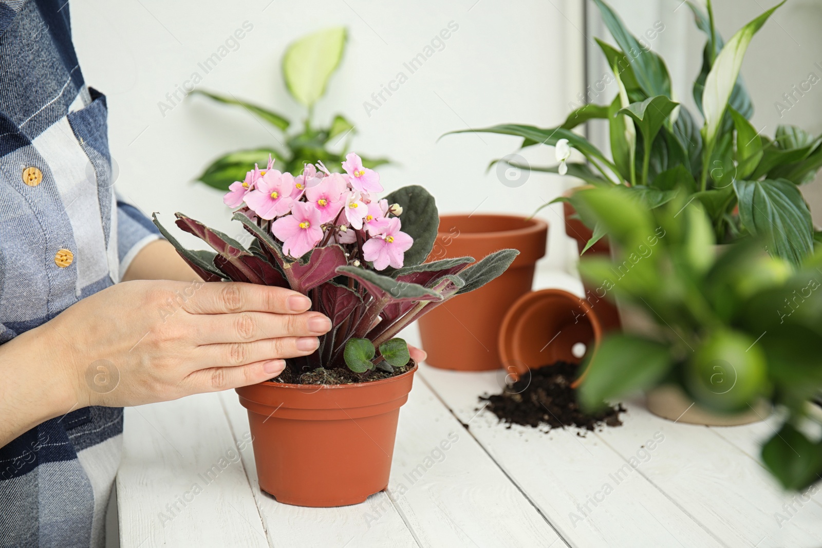 Photo of Woman transplanting home plant into new pot on window sill, closeup