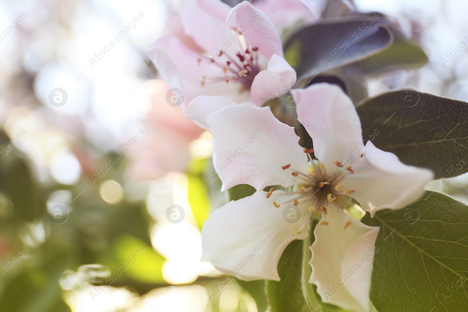 Photo of Closeup view of beautiful blossoming quince tree outdoors on spring day