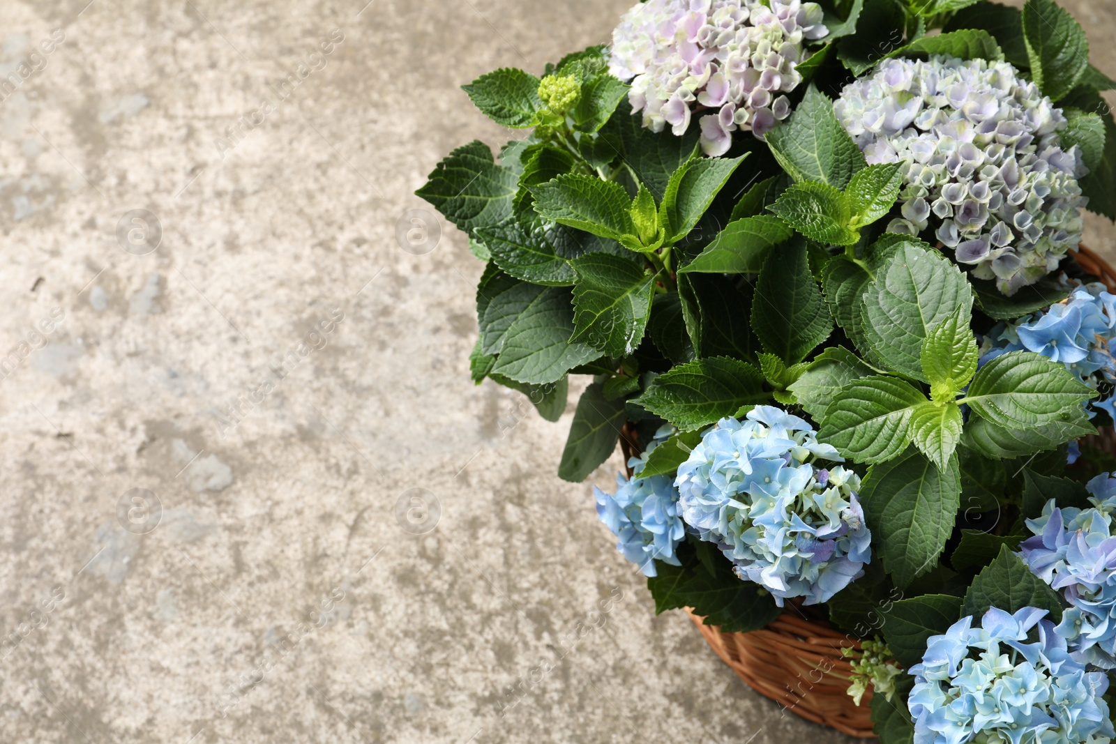 Photo of Beautiful blooming hortensia plants in wicker basket on grey stone background. Space for text