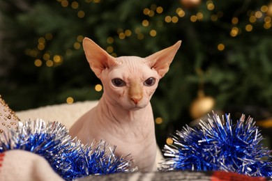 Photo of Adorable Sphynx cat with colorful tinsel indoors