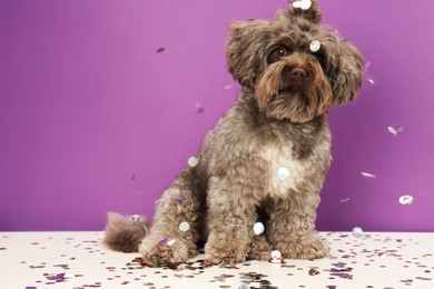 Photo of Cute Maltipoo dog and confetti on white table against violet background, space for text. Lovely pet