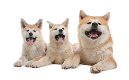 Adorable Akita Inu dog and puppies isolated on white