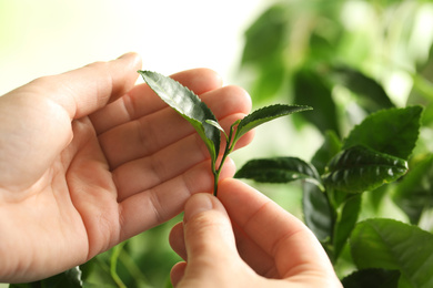 Farmer holding green leaves near tea plant against blurred background, closeup