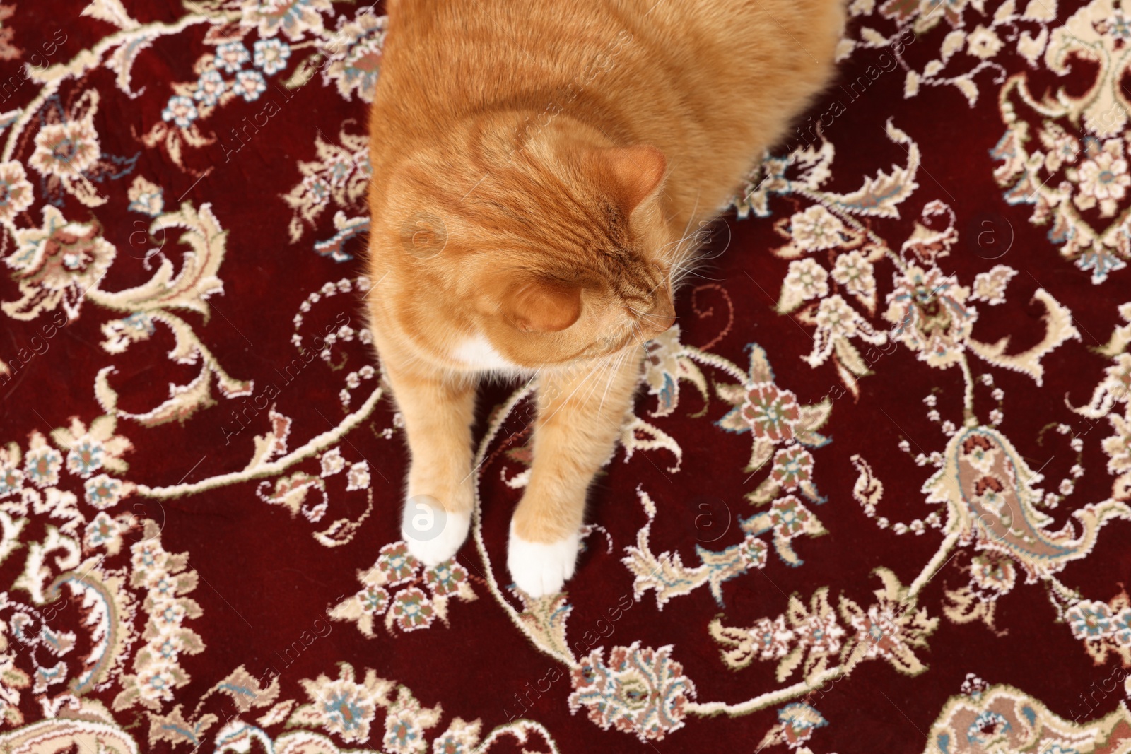 Photo of Cute ginger cat lying on carpet with pattern, top view