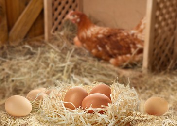 Image of Nest with fresh raw eggs and chicken in henhouse