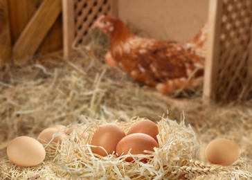 Nest with fresh raw eggs and chicken in henhouse