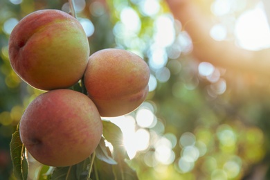 Photo of Ripe peaches on tree branch in garden, closeup. Space for text
