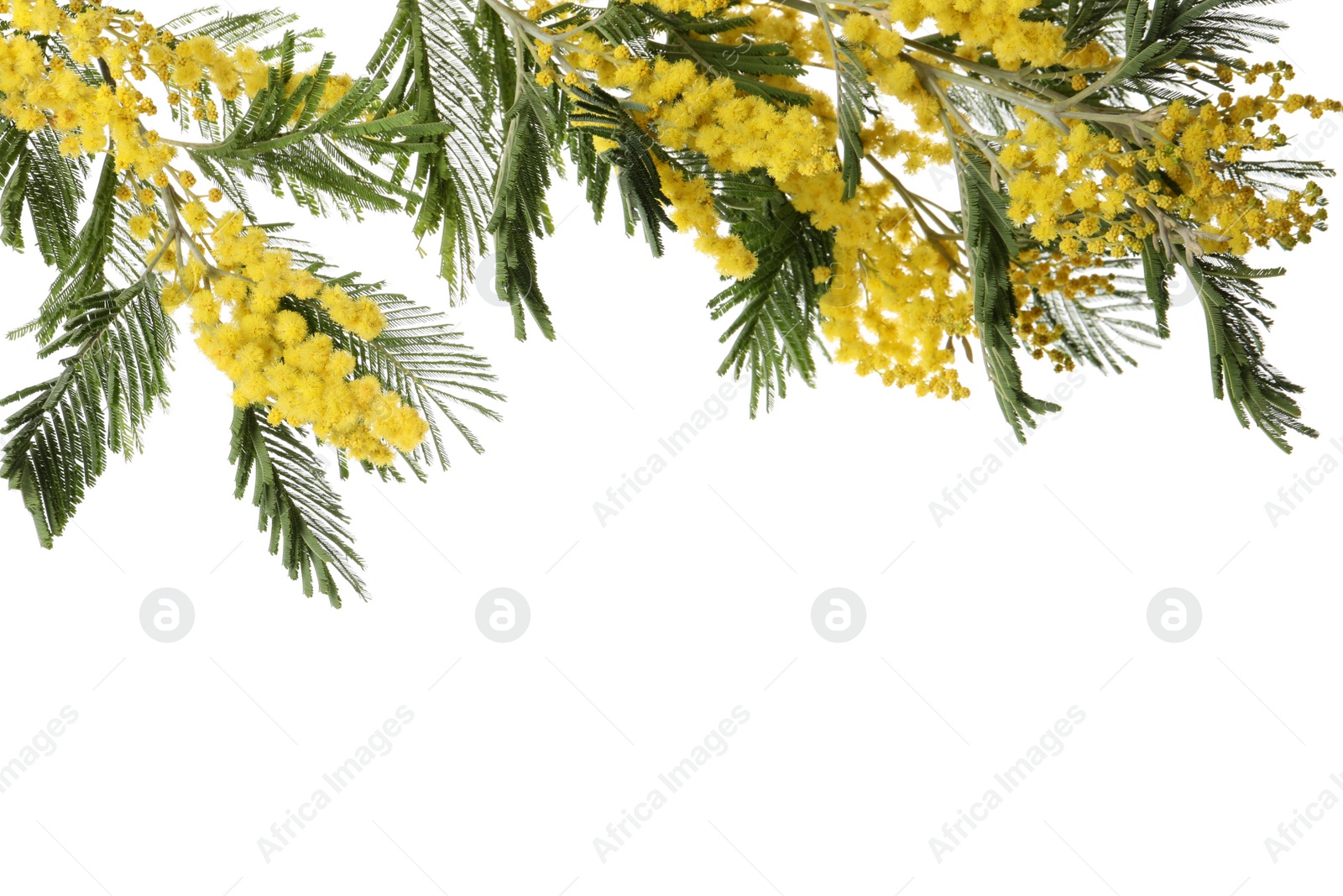 Photo of Beautiful mimosa plant with yellow flowers isolated on white