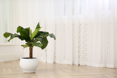 Photo of Beautiful indoor banana palm plant on floor in room, space for text. House decoration