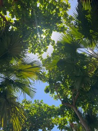 Photo of Beautiful tropical trees with green leaves against blue sky, bottom view