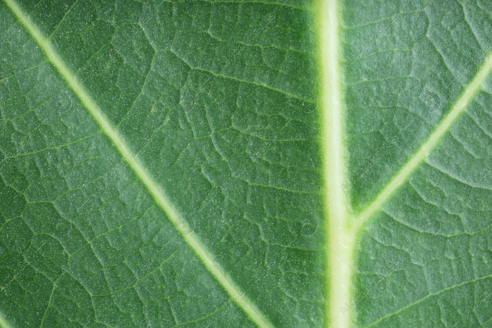 Photo of Texture of green leaf as background, macro photo