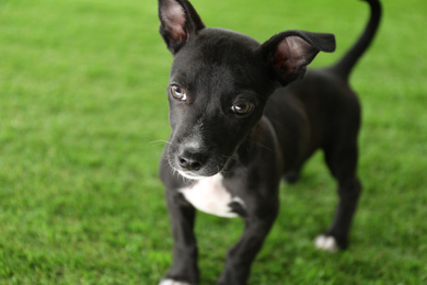 Photo of Cute little puppy on green grass. Baby animal