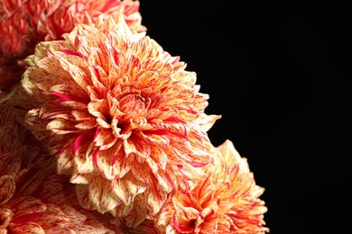Photo of Beautiful coral dahlia flowers on black background, closeup. Space for text