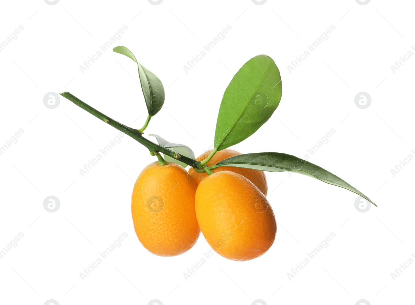 Photo of Kumquat tree branch with ripe fruits isolated on white