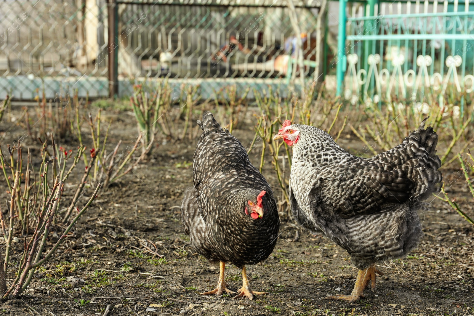 Photo of Beautiful black chickens walking outdoors on sunny day