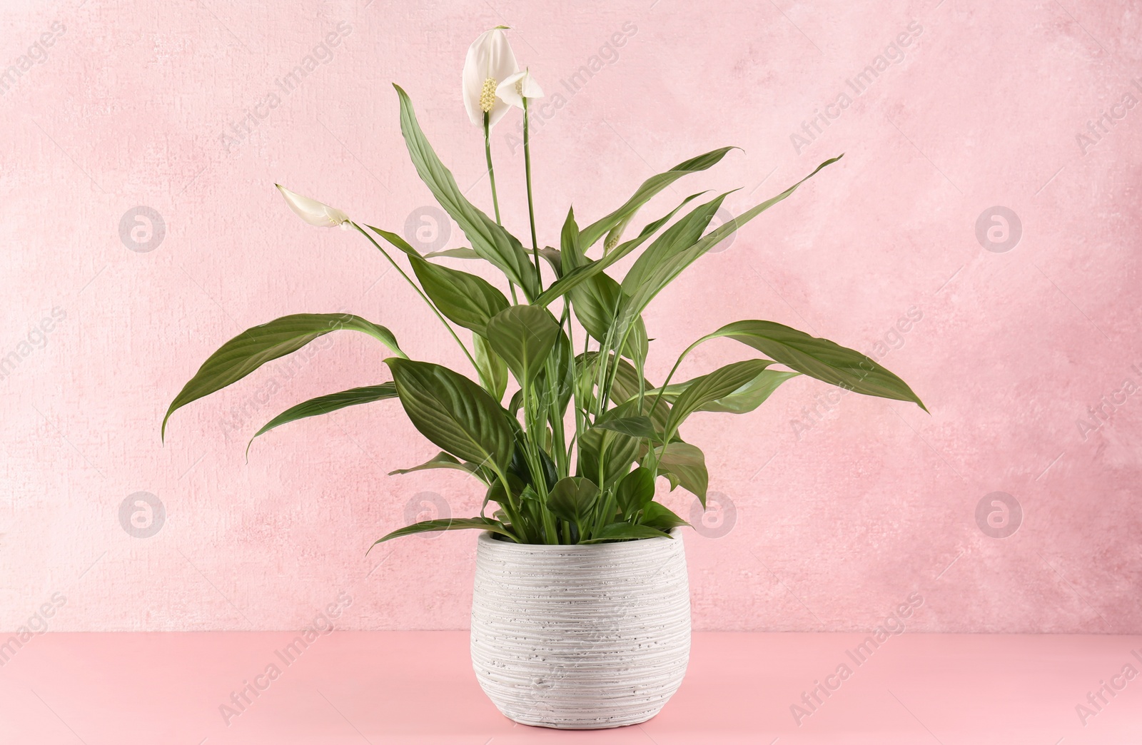 Photo of Blooming spathiphyllum in pot on pink wooden table. Beautiful houseplant