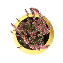 Photo of Beautiful heather in flowerpot isolated on white, top view