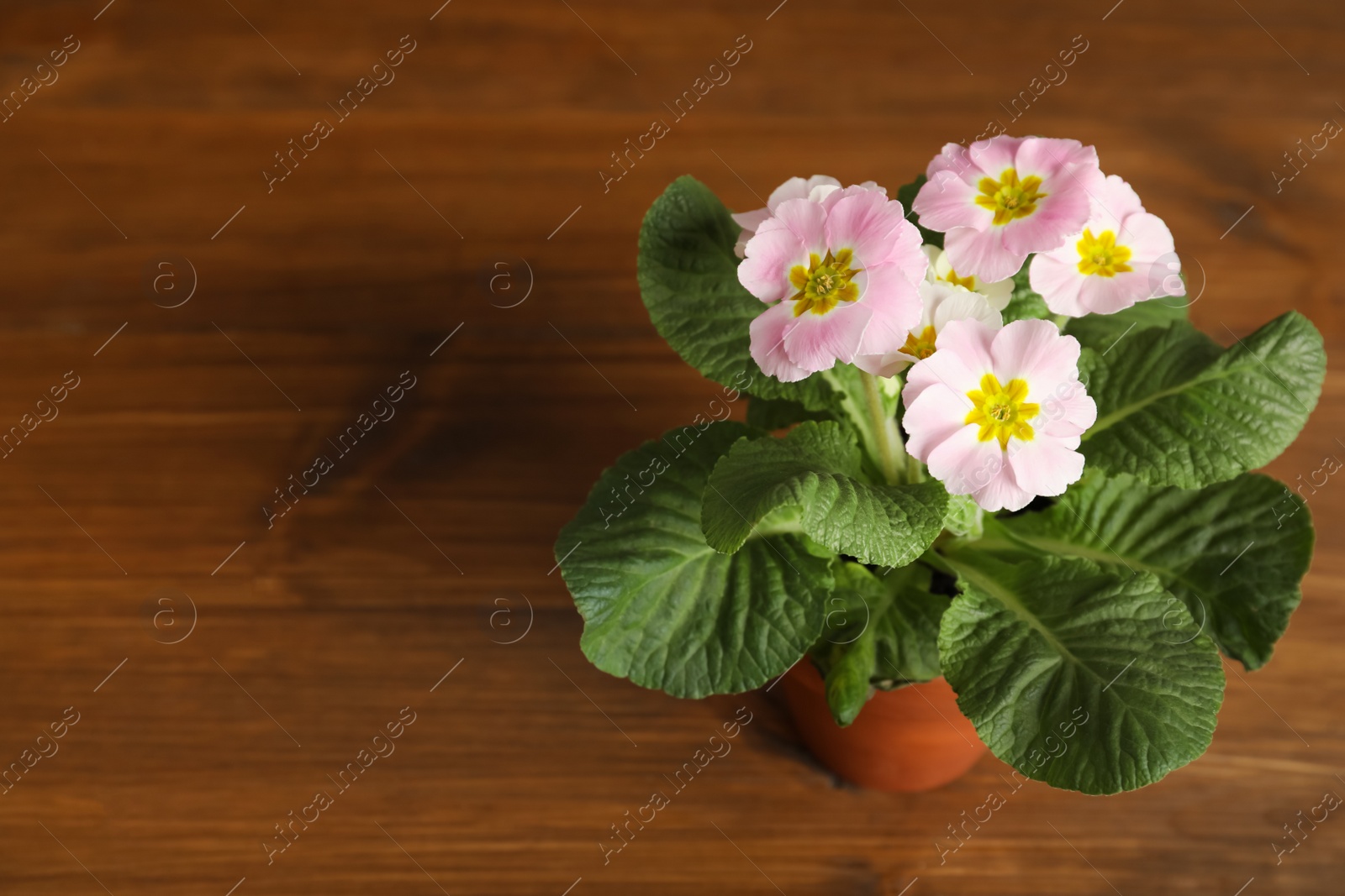 Photo of Beautiful violet in flowerpot on wooden table. Space for text